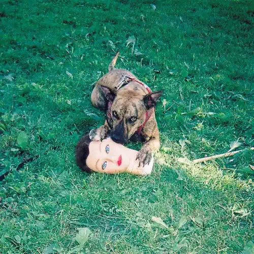 Joyce Manor Cody – COMPACT DISCS